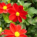 Dahlia x 'Gitane'